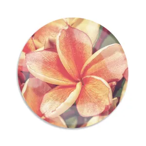 6in Plumeria Bloom Coaster