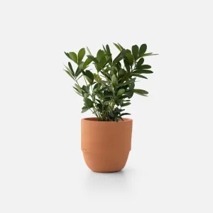 Big Cuff Planter