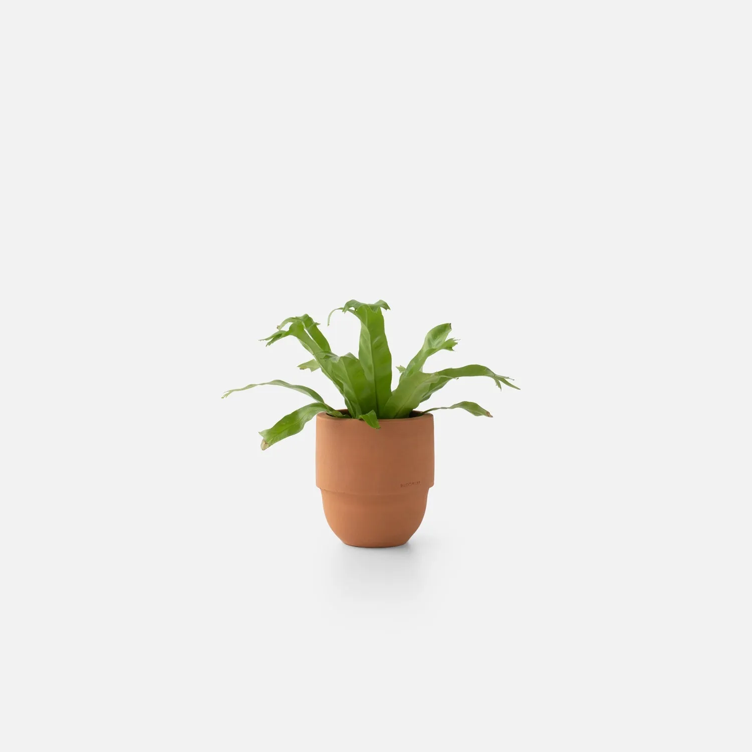 Big Cuff Planter