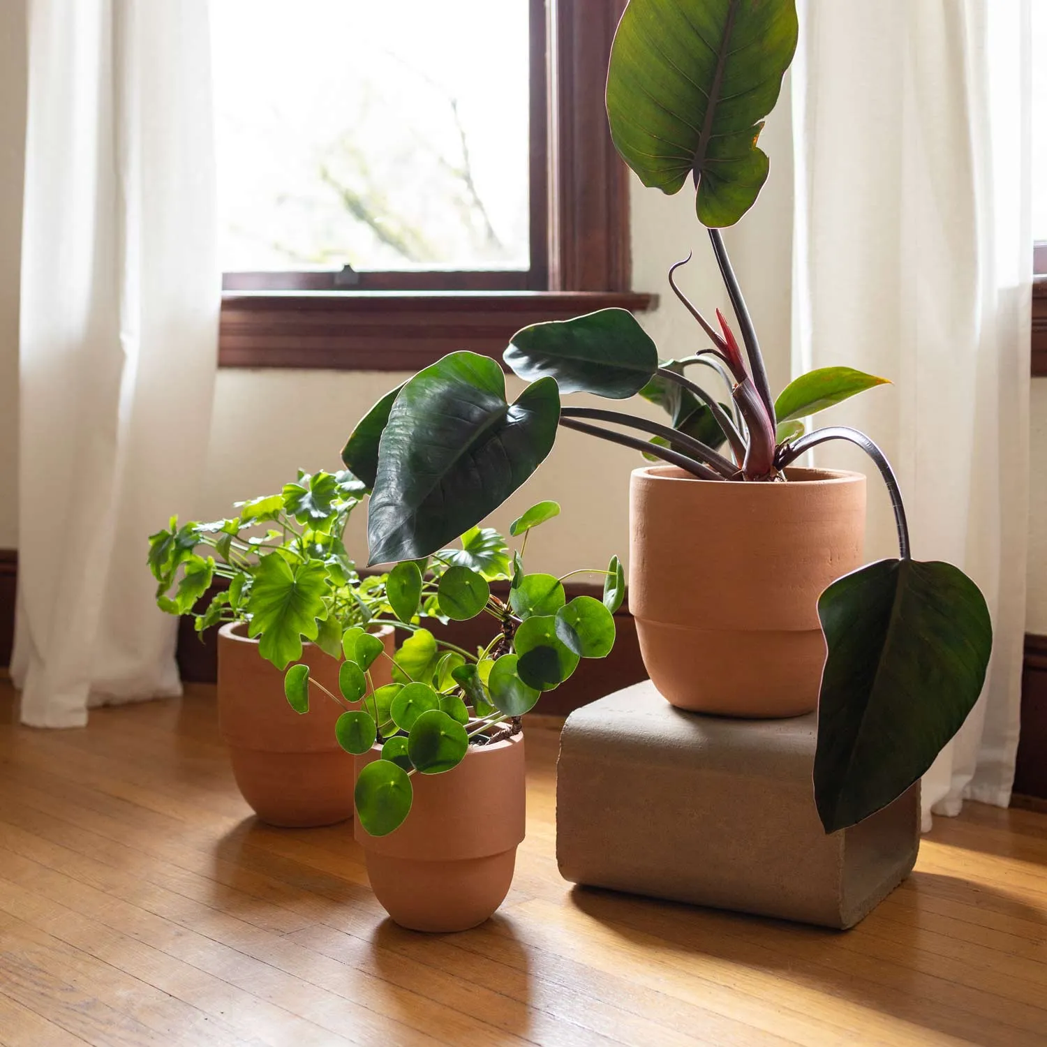 Big Cuff Planter