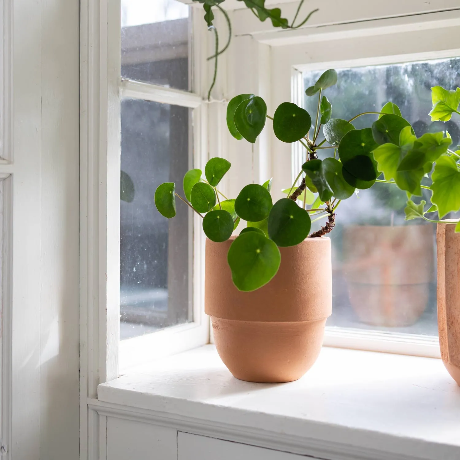 Big Cuff Planter