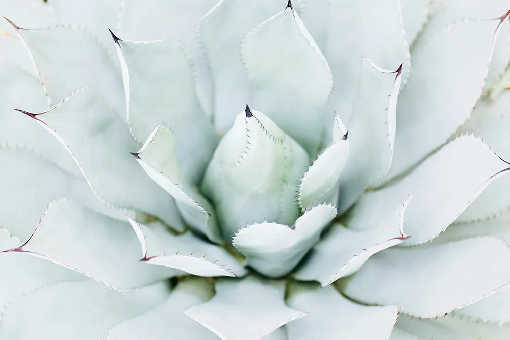 Blue Agave