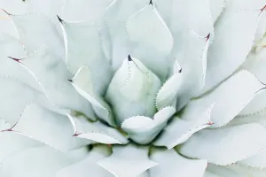 Blue Agave