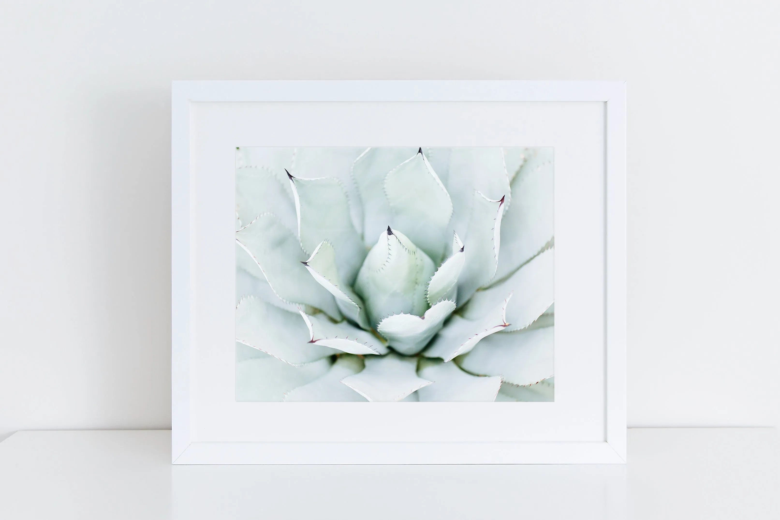 Blue Agave