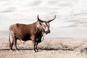 Bullish