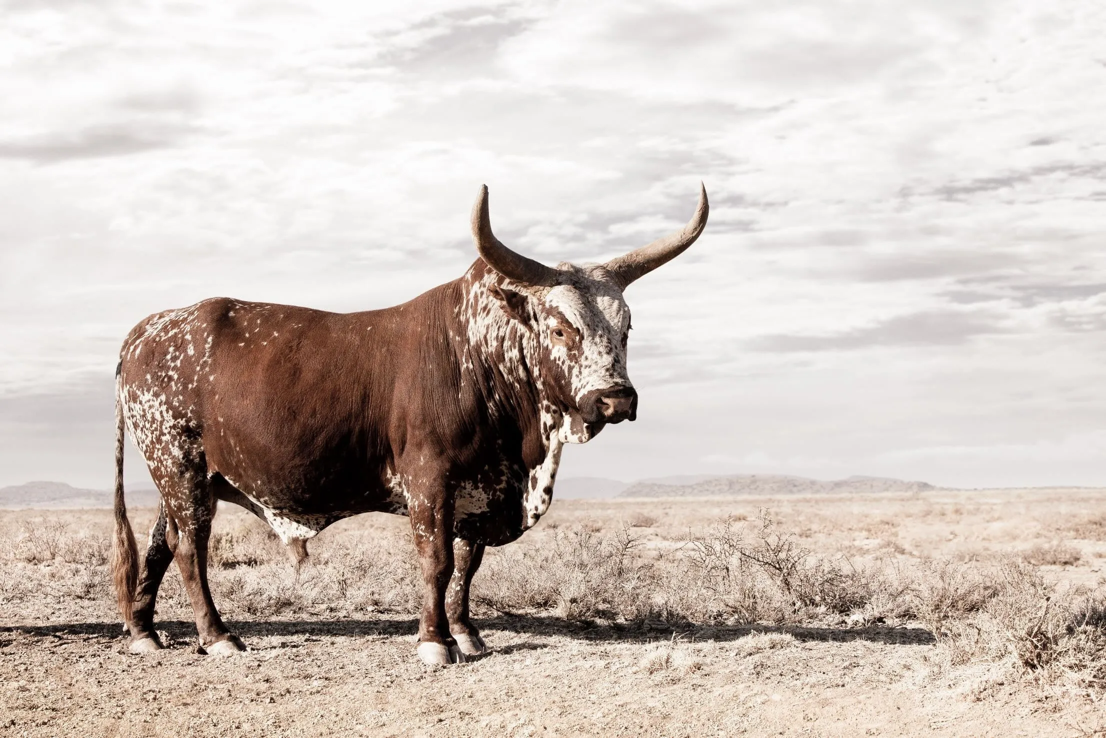 Bullish