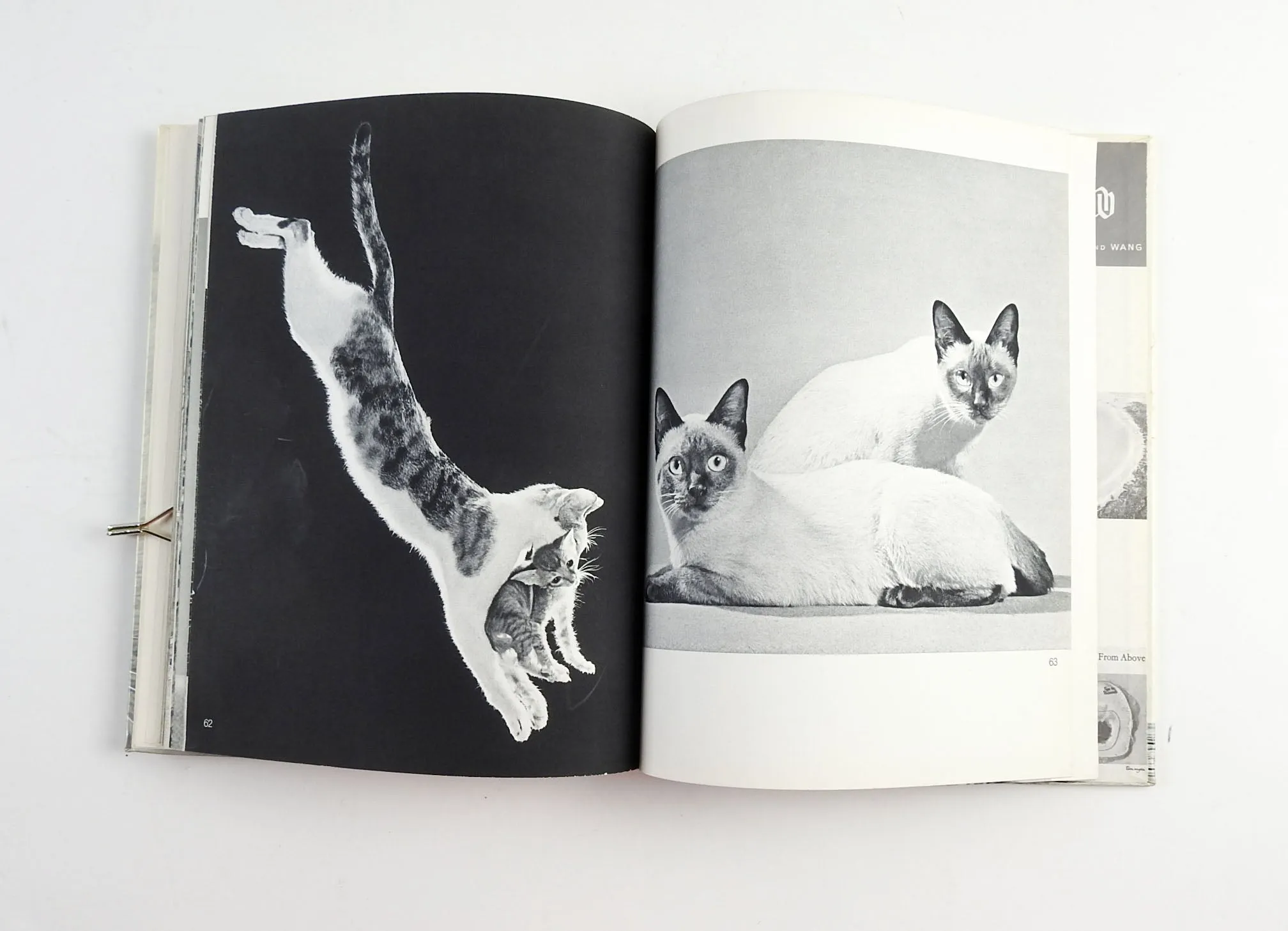 Cats Photography Book