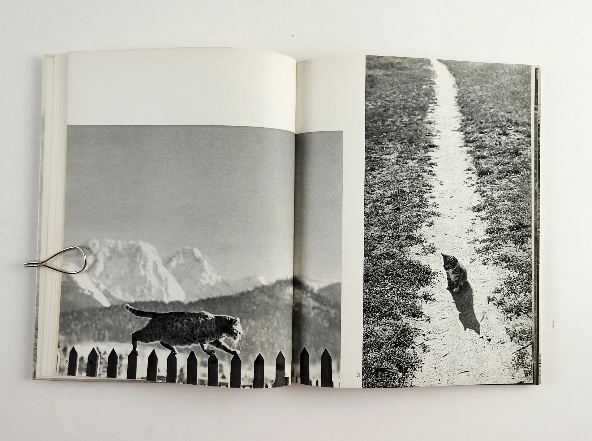 Cats Photography Book
