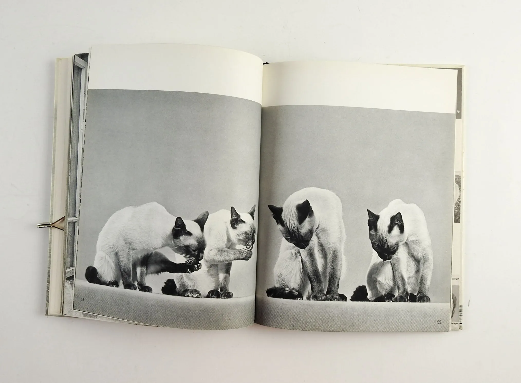 Cats Photography Book