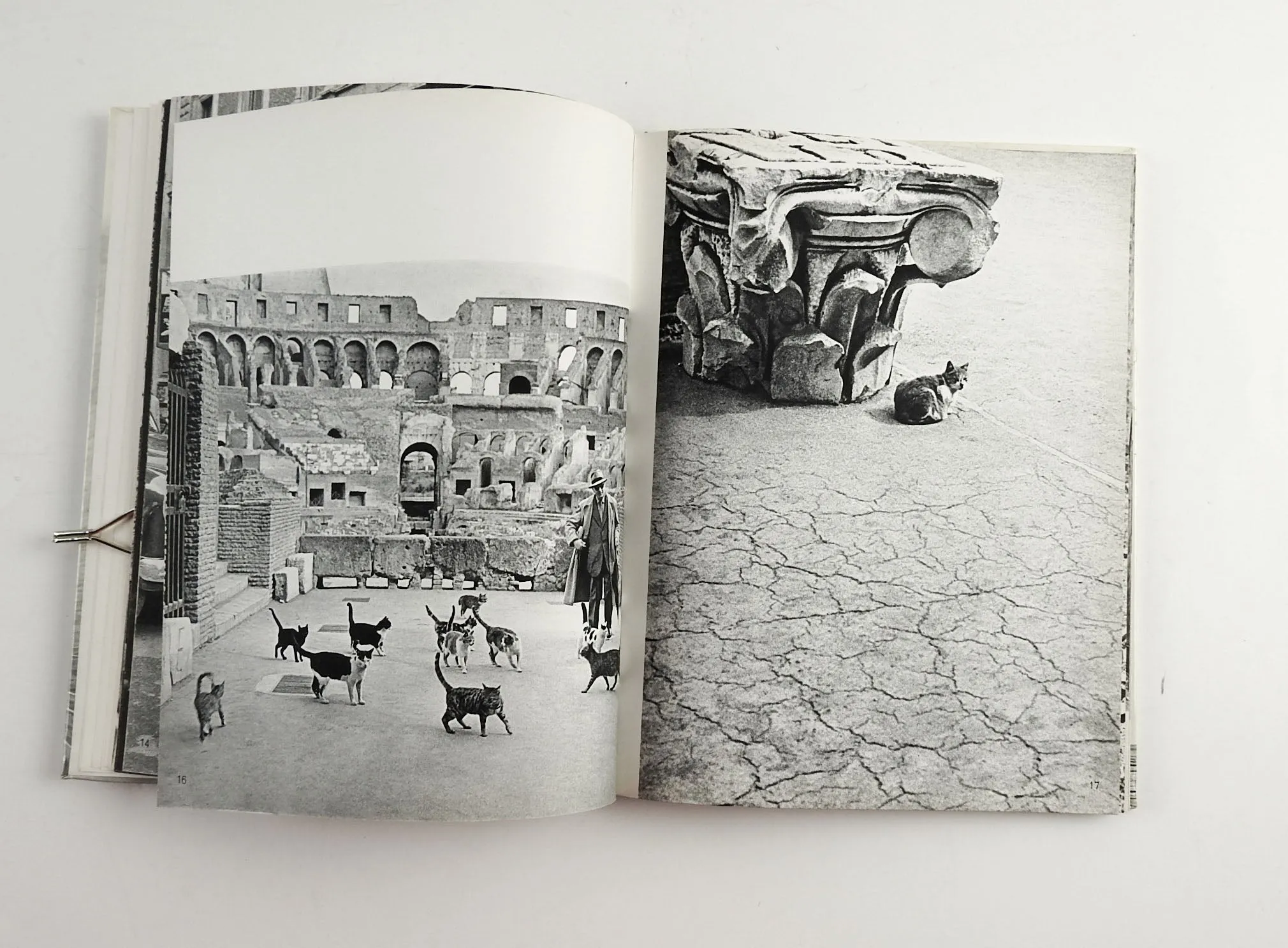 Cats Photography Book