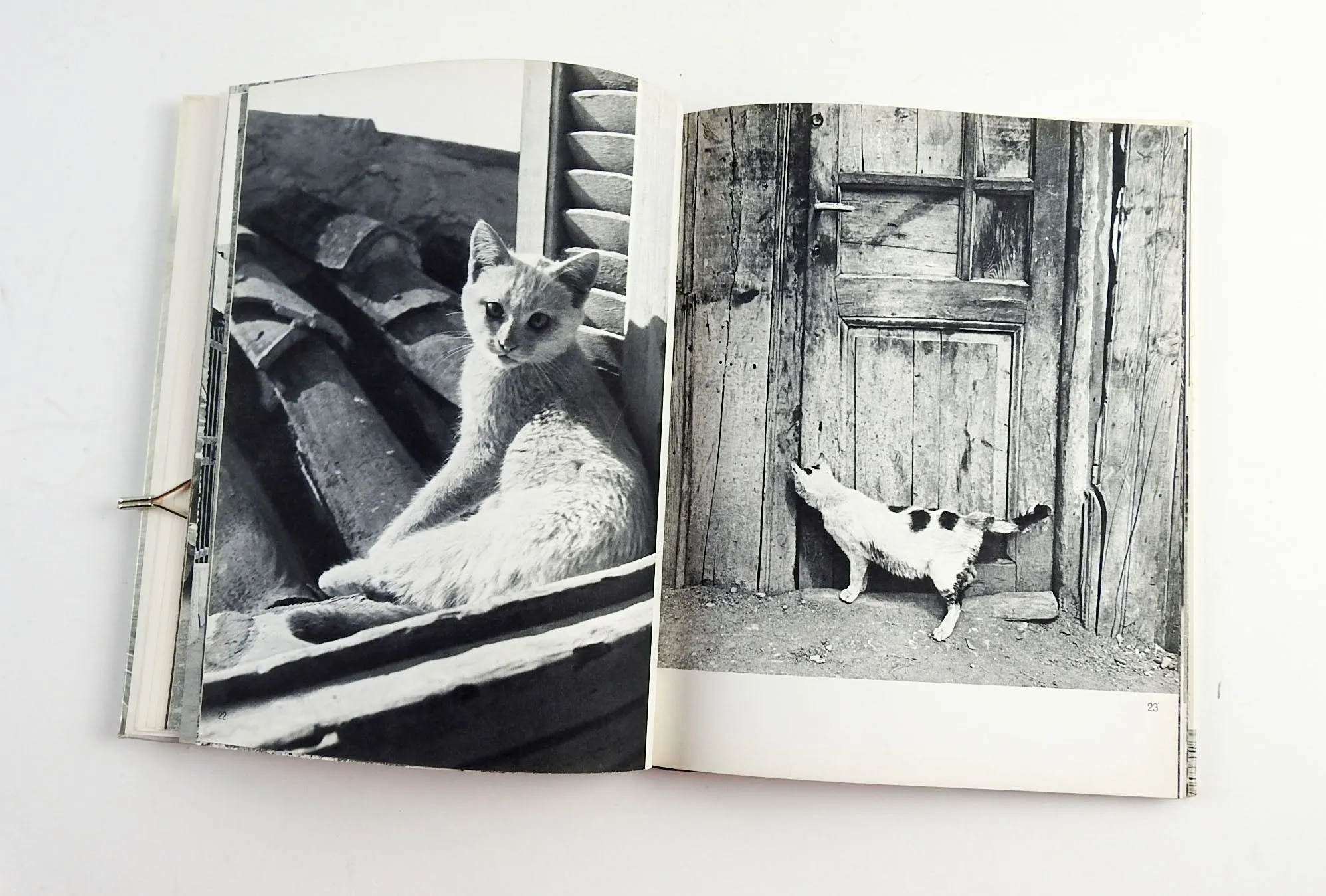 Cats Photography Book