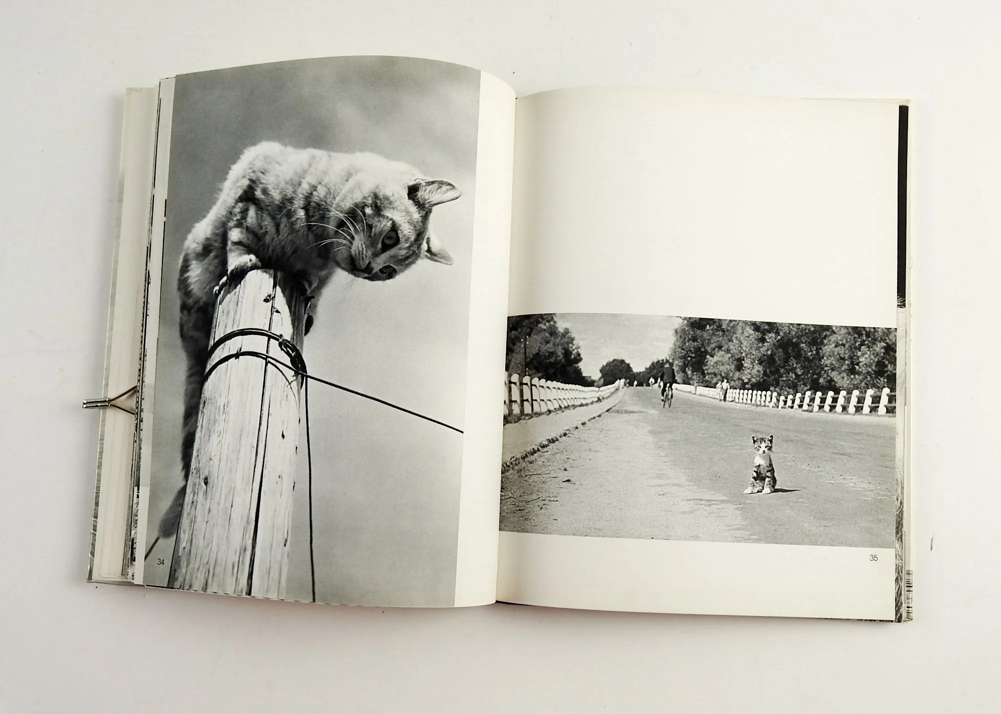Cats Photography Book