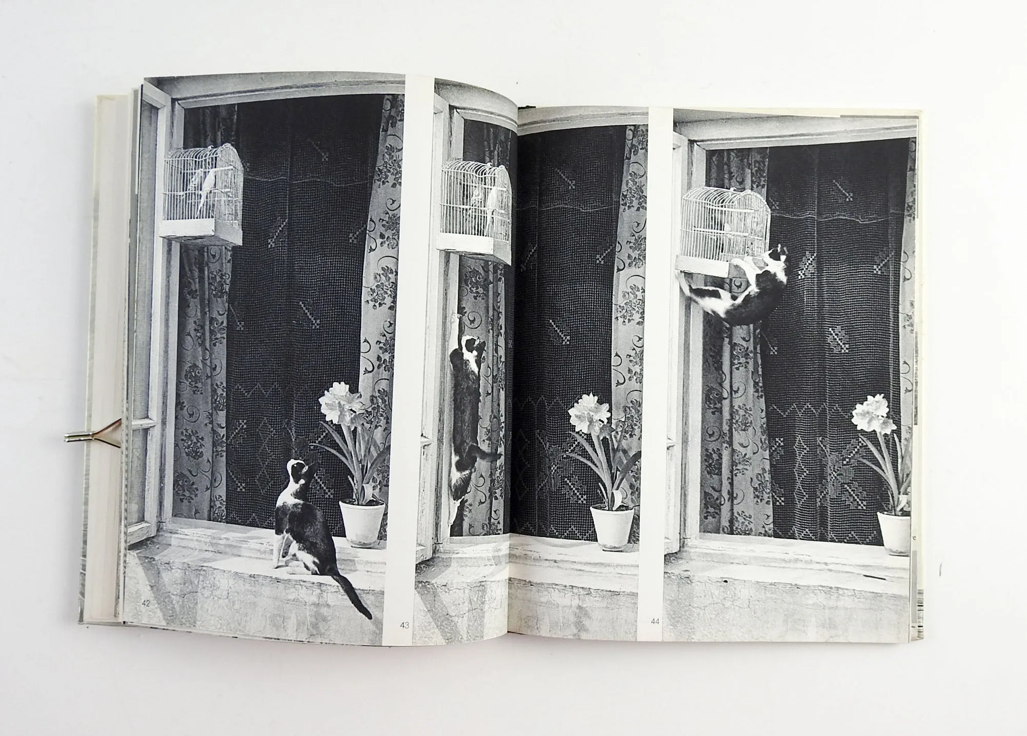 Cats Photography Book