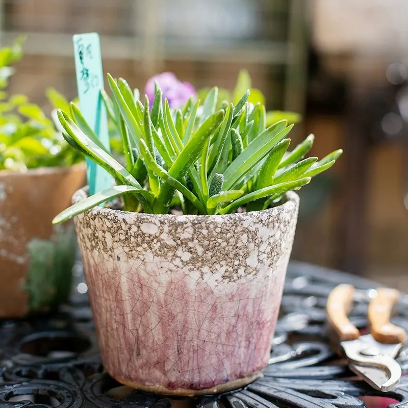 Colorful Terracotta Pot - Various Colors