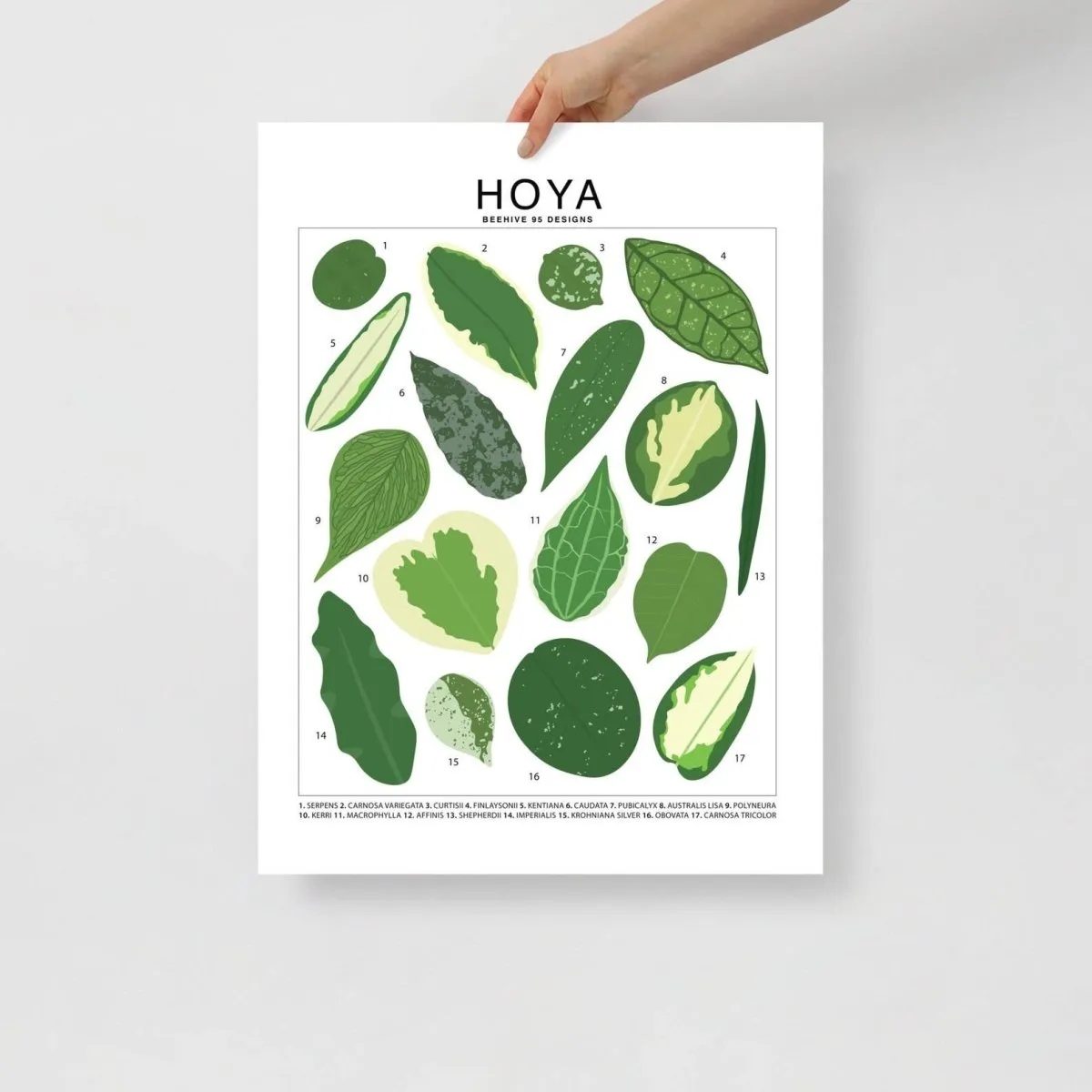 Hoya Species ID Chart - Botanical Houseplant Art Print