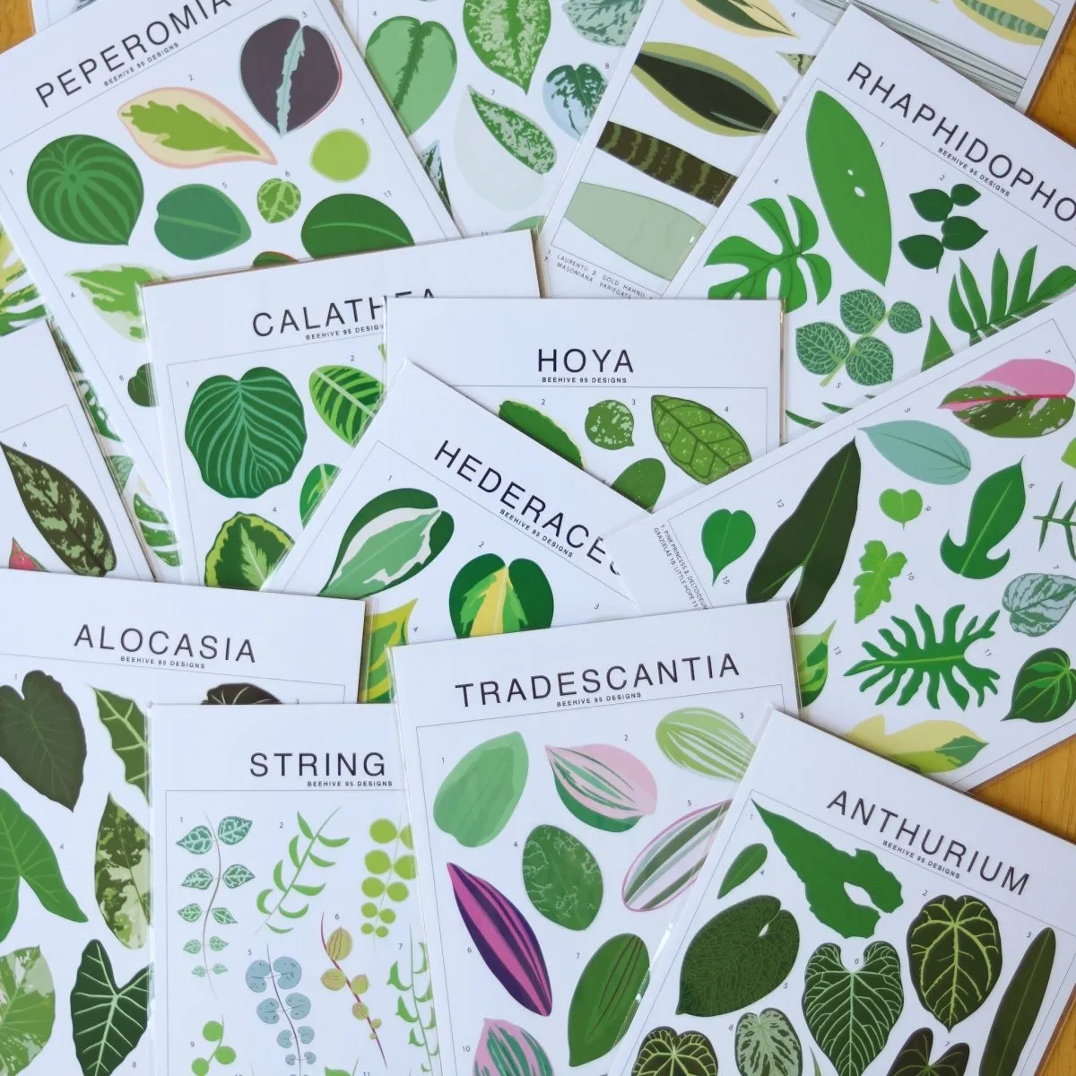 Hoya Species ID Chart - Botanical Houseplant Art Print