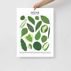 Hoya Species ID Chart - Botanical Houseplant Art Print