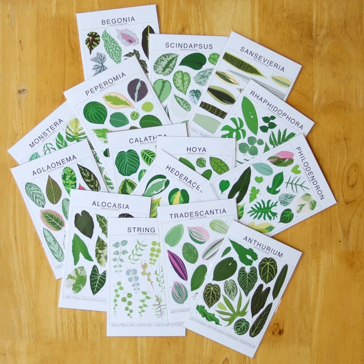 Hoya Species ID Chart - Botanical Houseplant Art Print