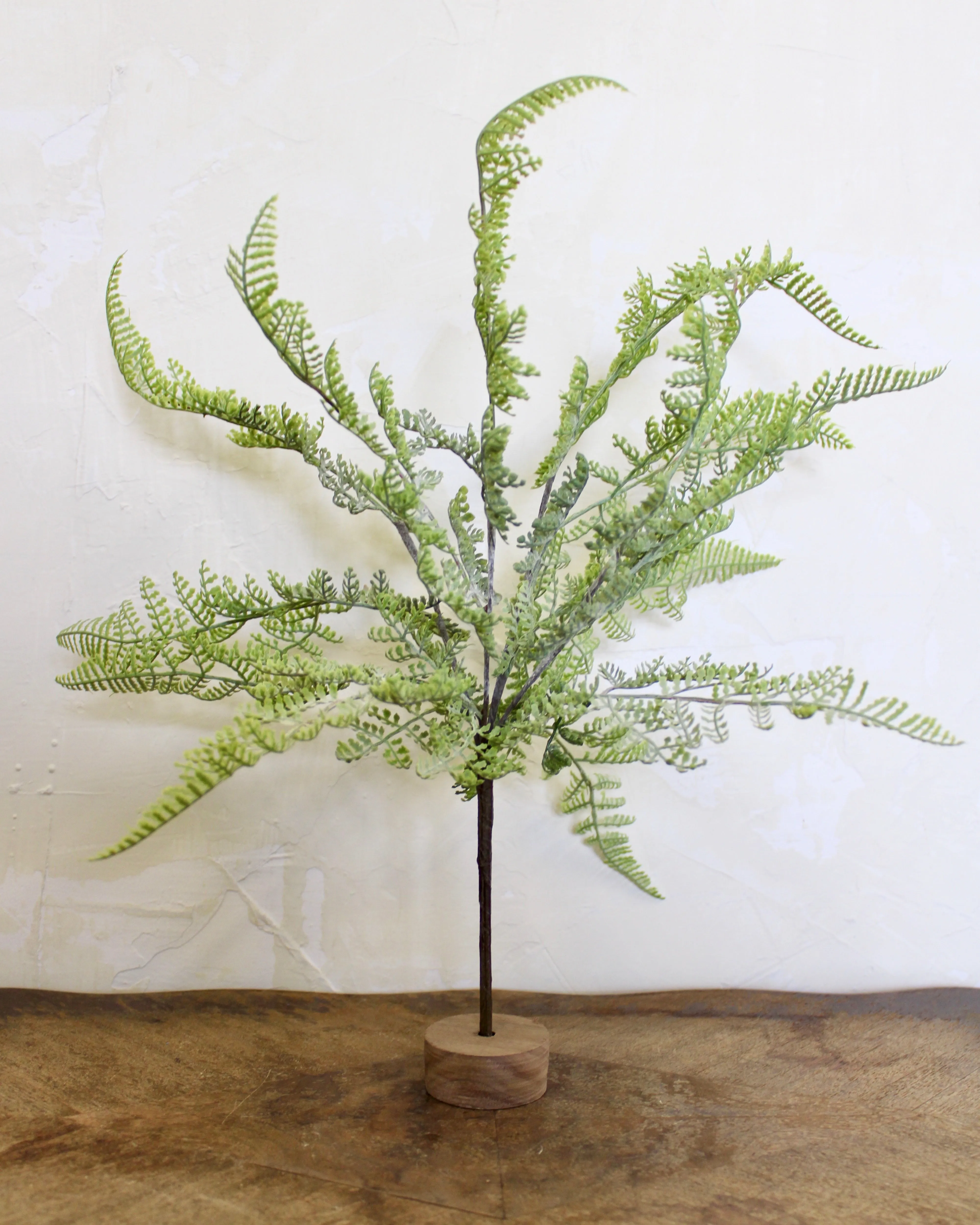 Lace Fern Bush