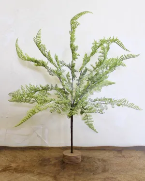 Lace Fern Bush