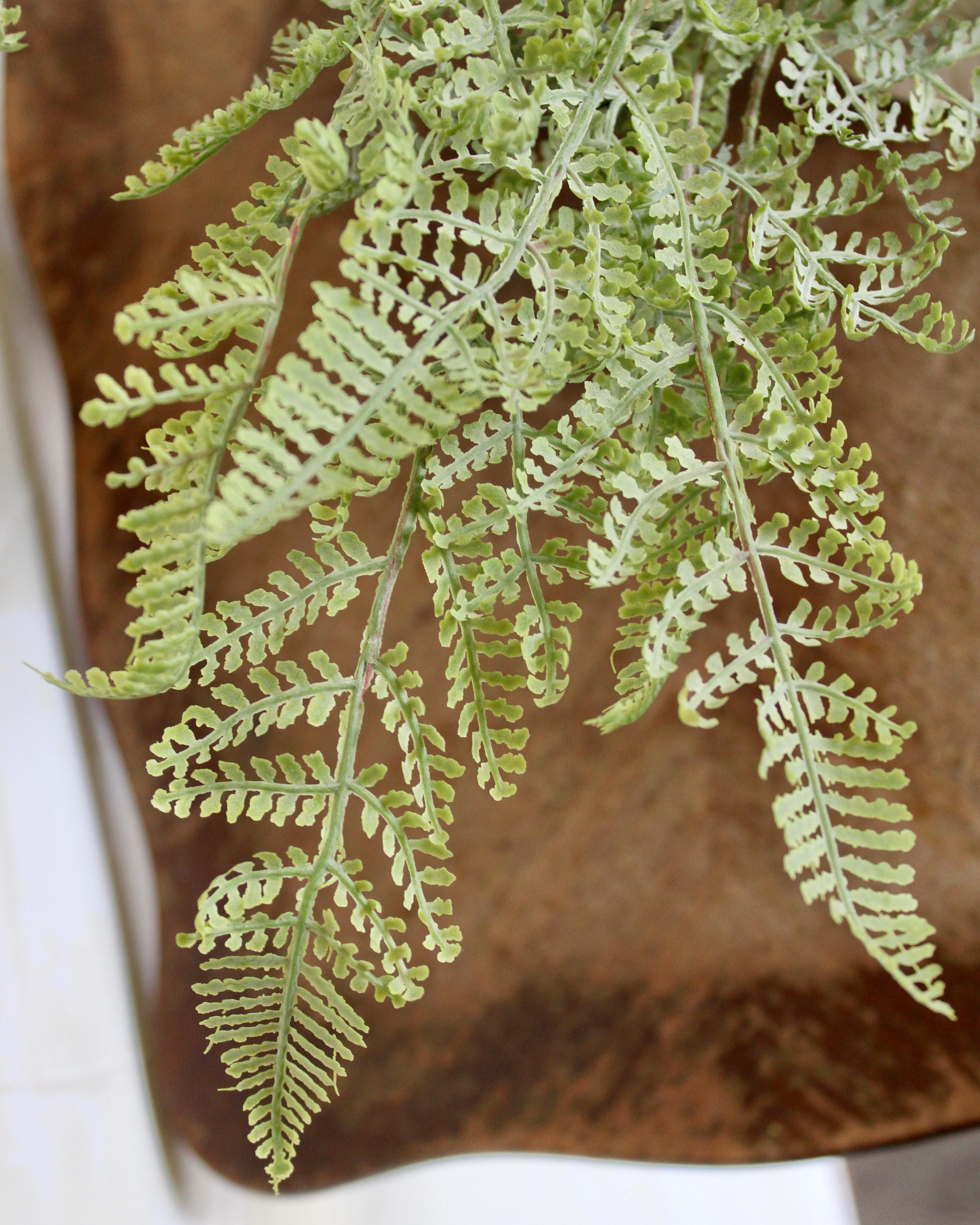 Lace Fern Bush