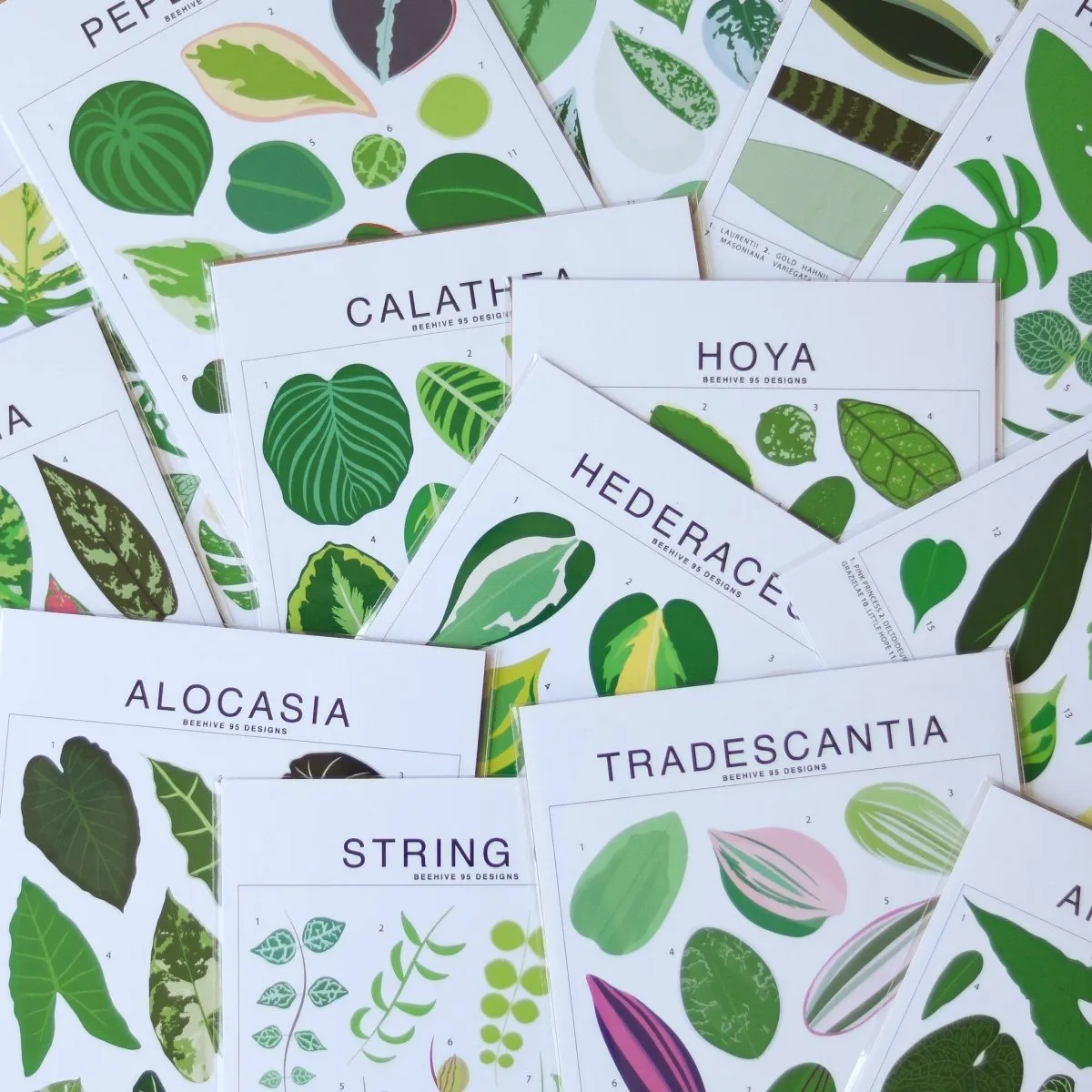 Monstera Species ID Chart - Botanical Houseplant Art Print