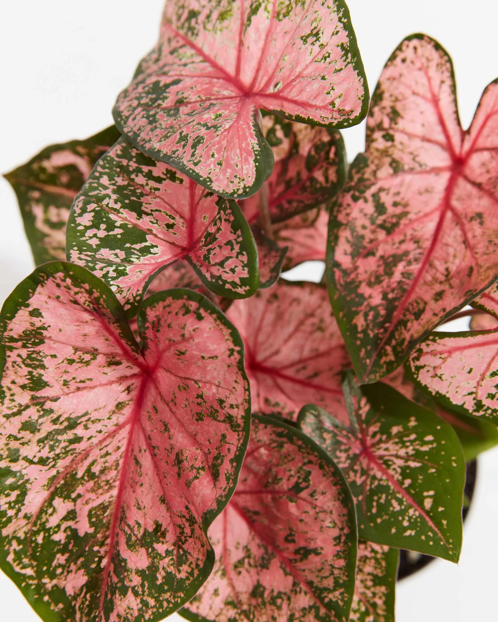 Princess Pink Beauty Premium Caladium Bulbs