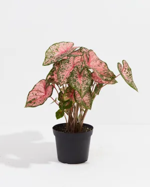 Princess Pink Beauty Premium Caladium Bulbs