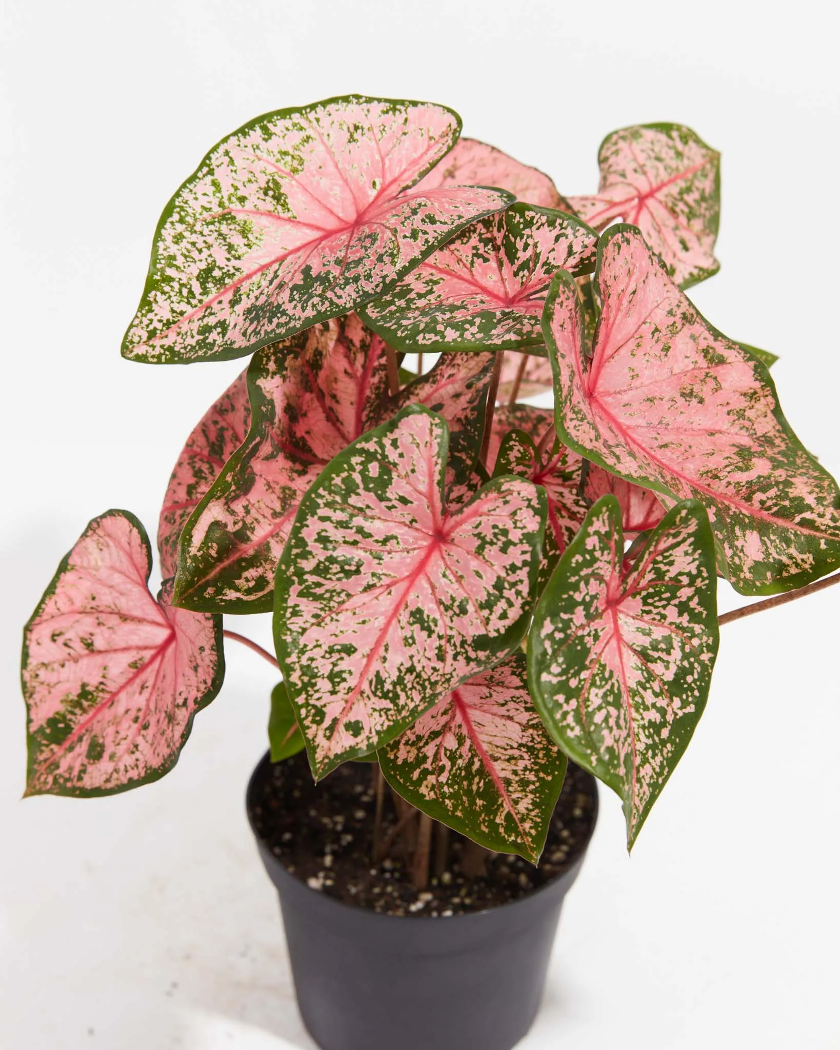 Princess Pink Beauty Premium Caladium Bulbs