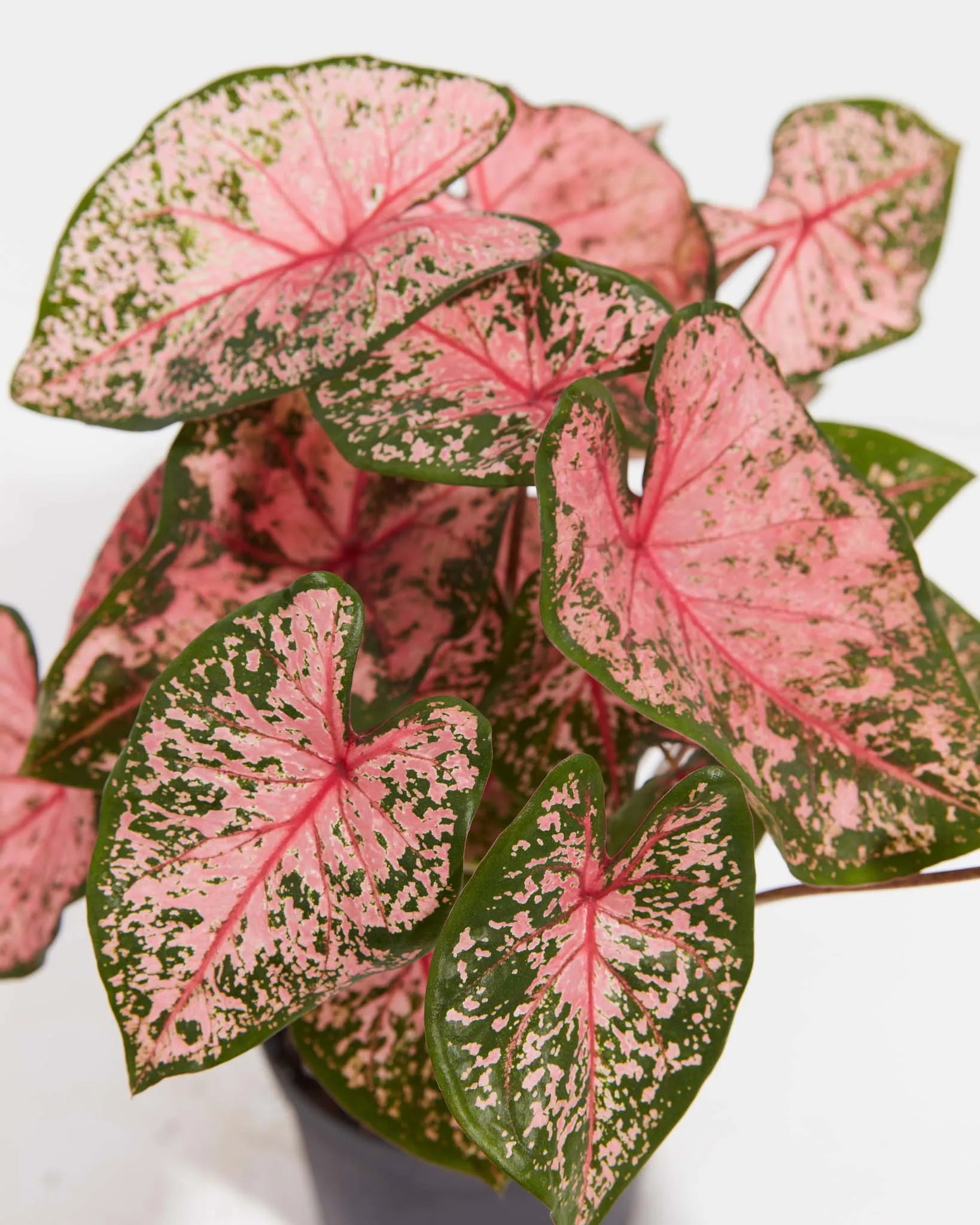 Princess Pink Beauty Premium Caladium Bulbs