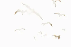 Seagulls