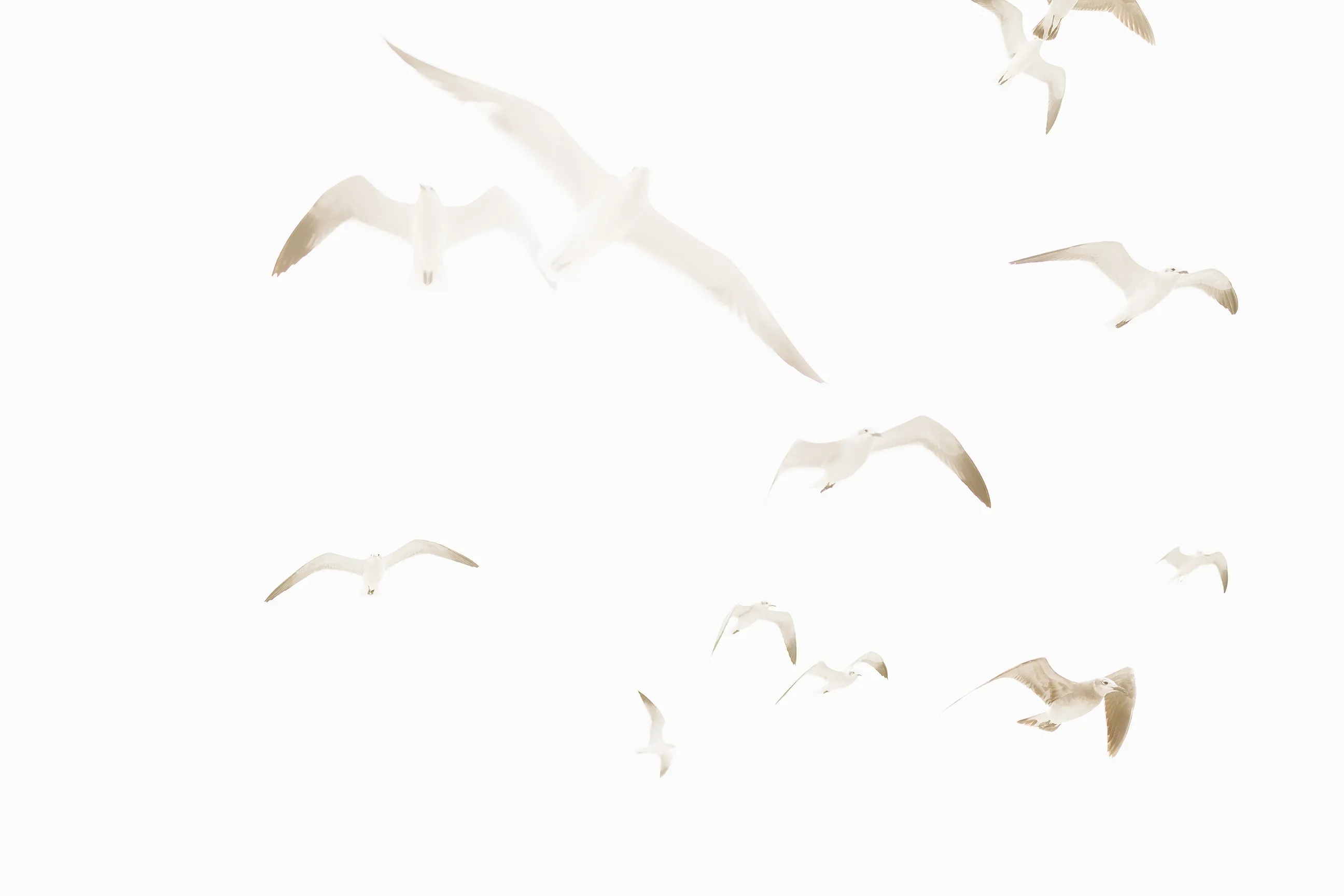 Seagulls